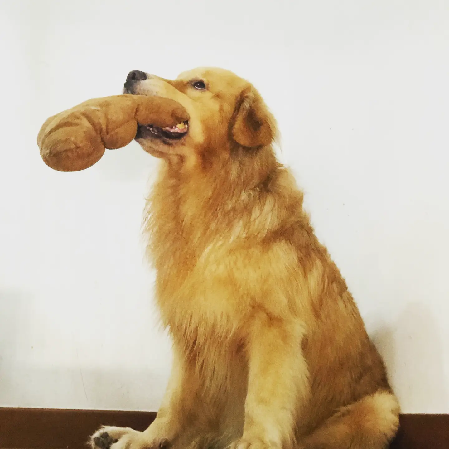 Golden retriever playing fetch