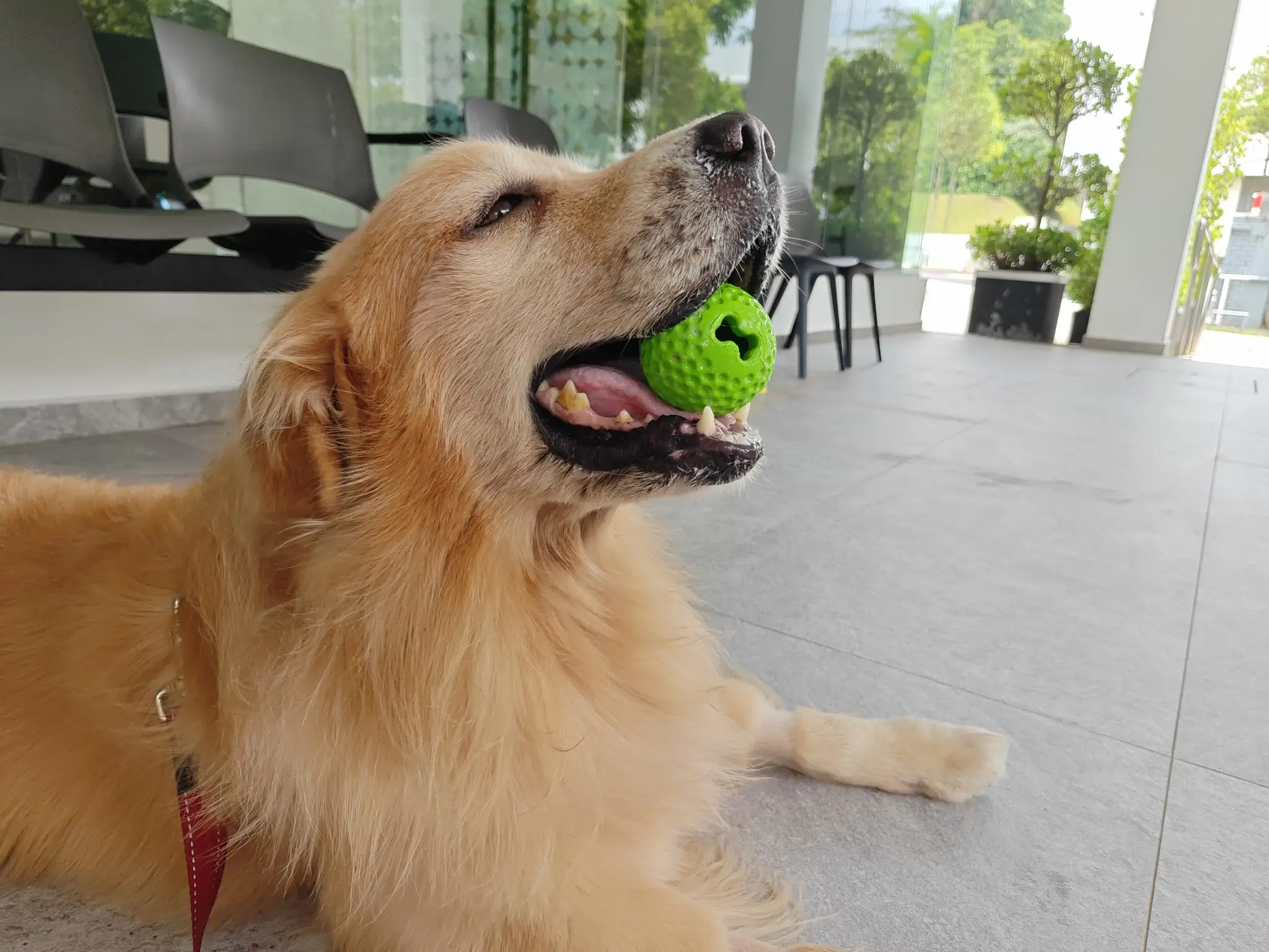 Golden Retriever Bruno