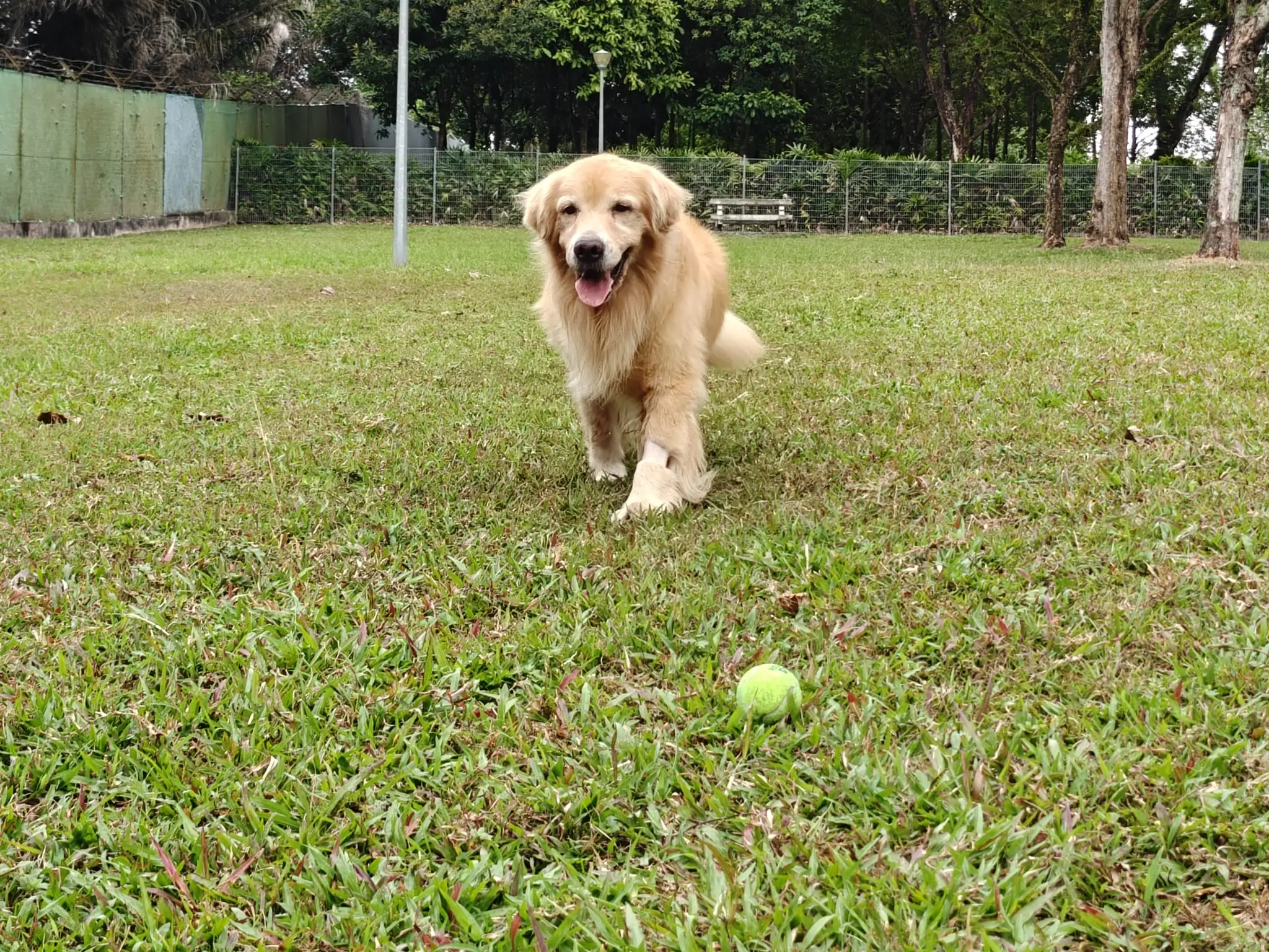 Happy golden retriever