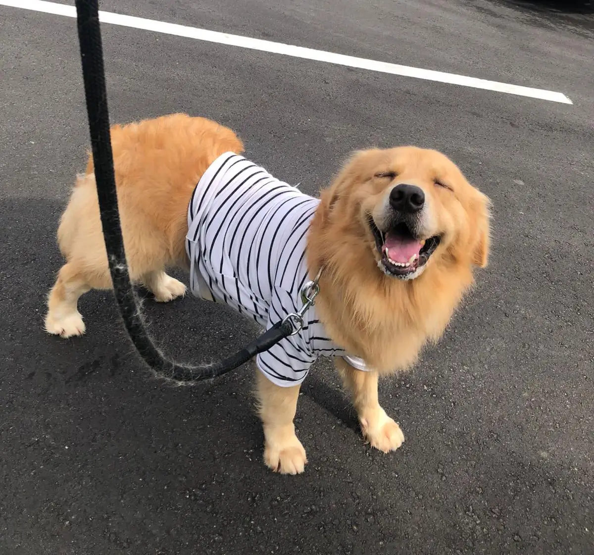 Dog with flower