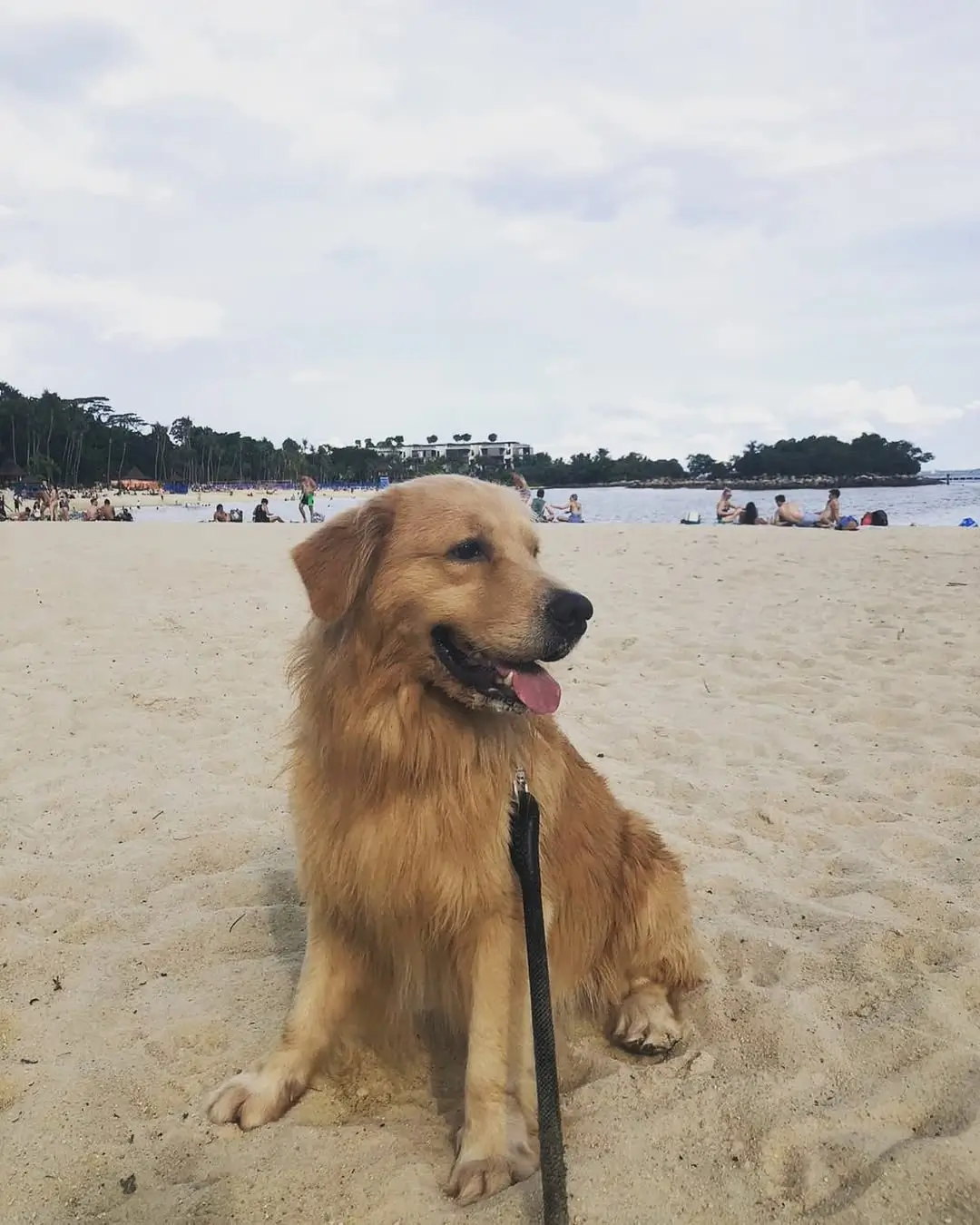 Golden retriever sleeping peacefully